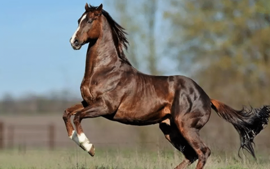 Advances in Equine Surgery and Rehabilitation