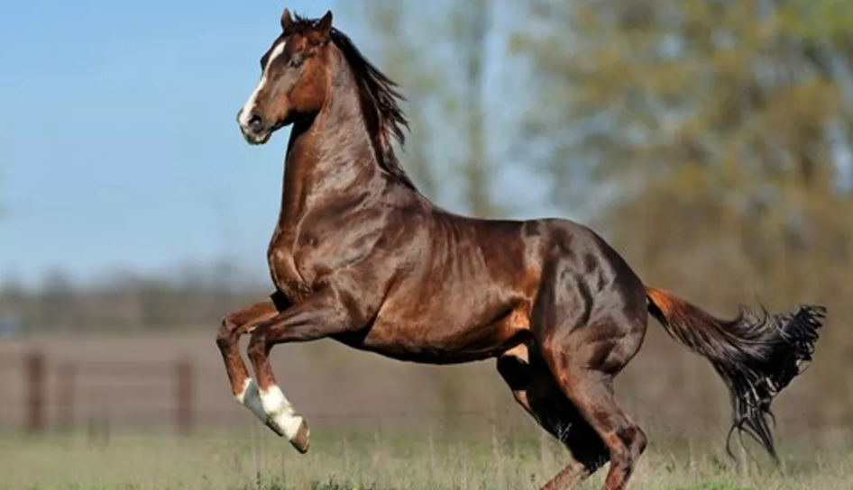 Advances in Equine Surgery and Rehabilitation